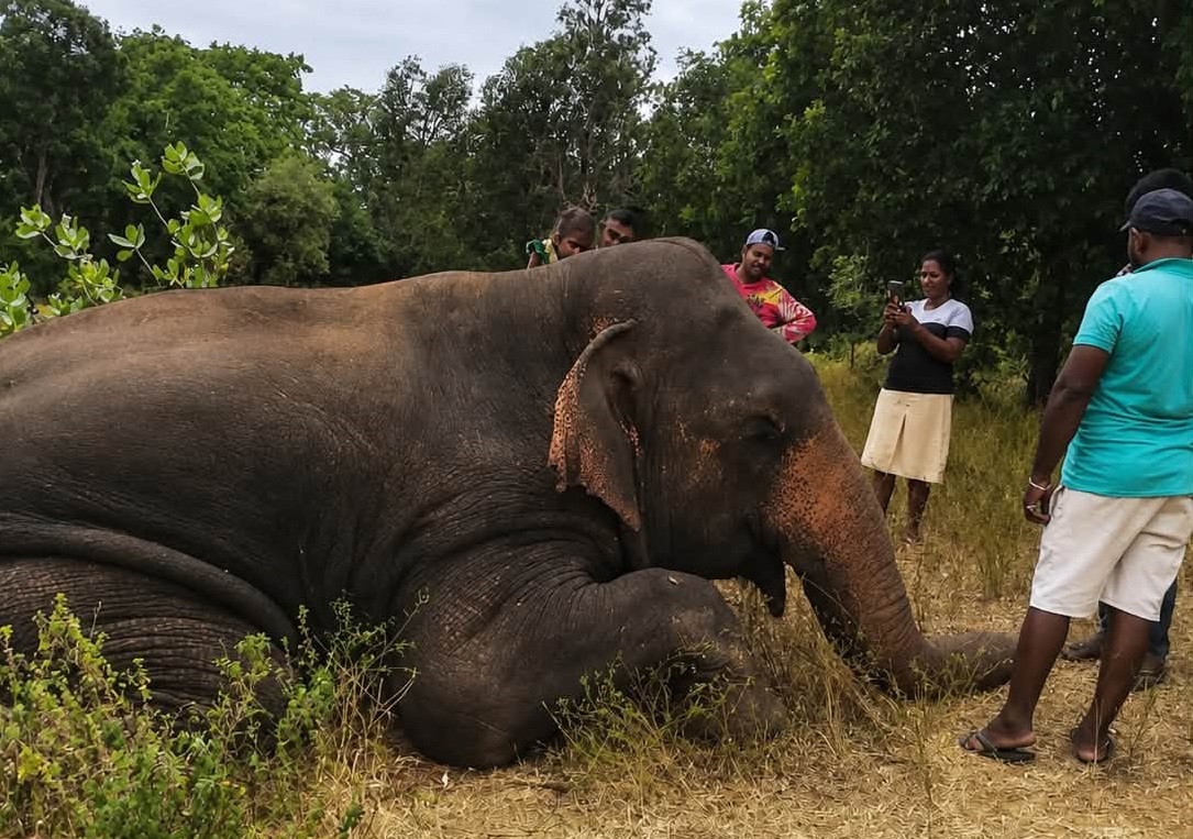 හල්දුම්මුල්ලේ තවත් අලියෙක් වෙඩි තබා මරා දමයි . 