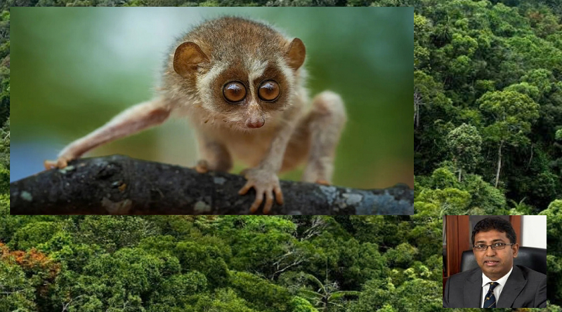 දියගම වනාන්තරයේ රතු උණහපුළුවා පාර්ලිමේන්තුවට යයි.