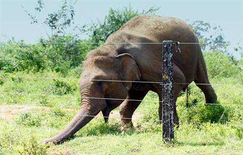 අධිකරණ නියෝග නොතකා නාකොළගනේ අලි වැටවල් දෙකක් යළි ඉදිකරයි .