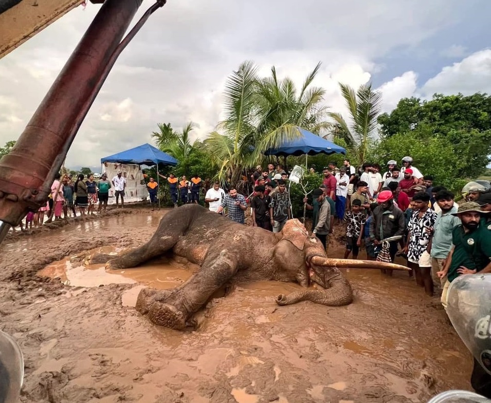 කාවන්තිස්ස මියගියේ ප්‍රතිජීවක වැඩි වීමෙන්ද  .