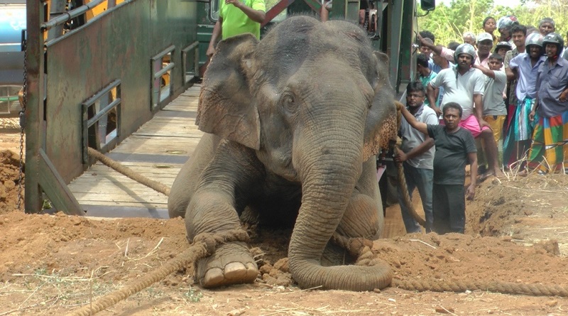   දුක් විඳ මැරෙන්නට තවත් අලියෙක් හොරොව්පතානට ගිහින් දමයි .