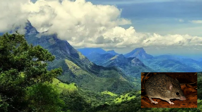 වසර 94 කට පසු ශ්‍රී ලංකාවෙන් හමුවූ කැලෑ මීයා හඳුනාගමු .