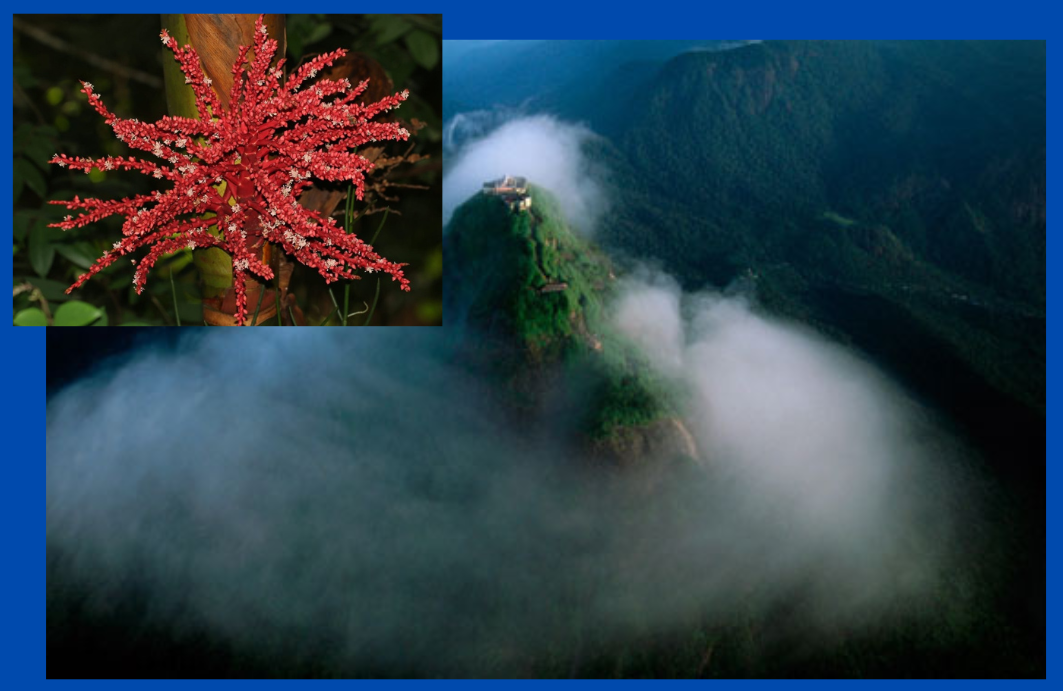 රත් දෝතළු මල් බුදුන්ට පූජා කිරීමෙන් අමුතු පිනක් ලැබෙන්නේ නැත.