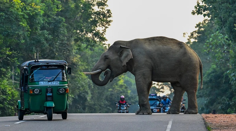 මිනිසුන් කොල්ලකෑ අලි මංකඩ නැවතත් අලින්ටම දෙයි .