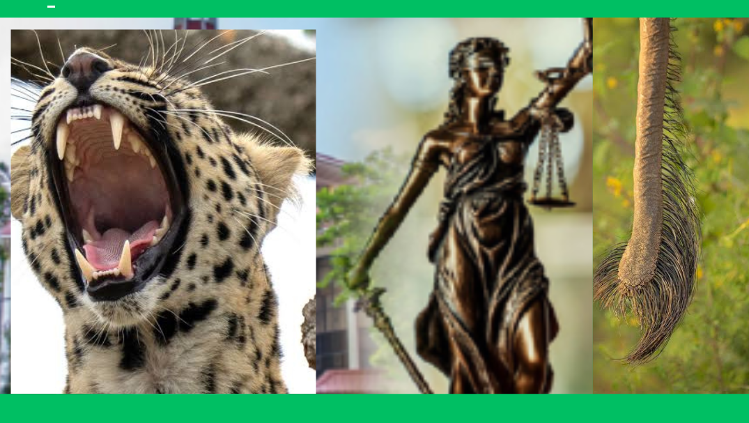 අලිකෙඳි, කොටි දත් වැනි දේ ලඟ තබාගැනීමෙන් නීරෝගීබව නොව නැති ලෙඩ ඇතිවිය හැක .