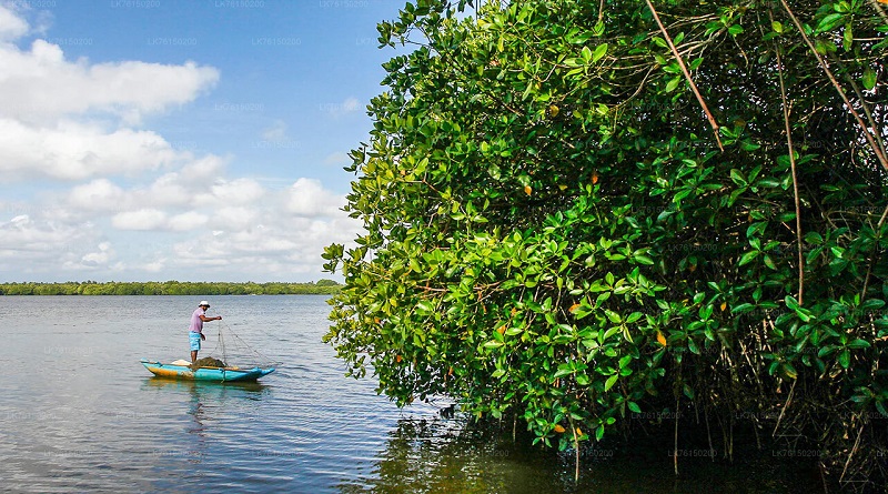 කඩොලාන පද්ධති 8 ක් රක්ෂිත ලෙස නම් කරයි 
